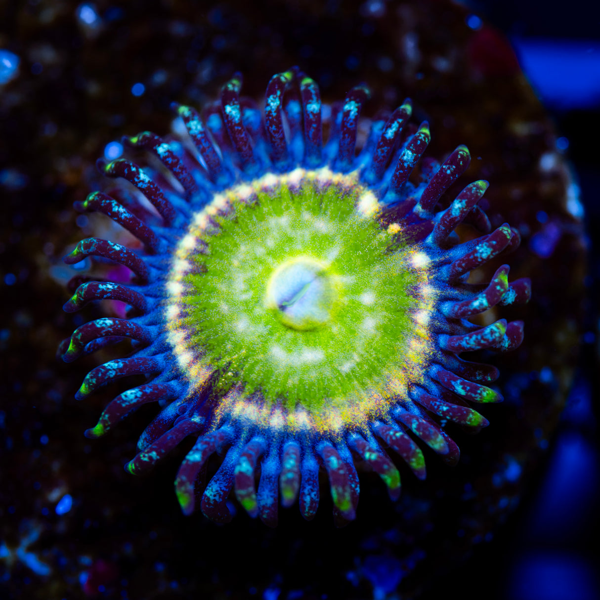 CB Frozen Apple Zoanthids