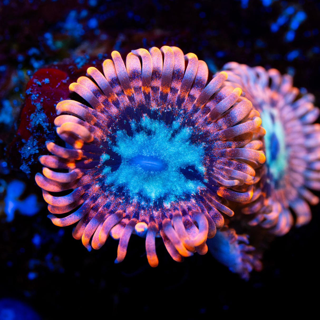 CC Frozen Fury Zoanthids