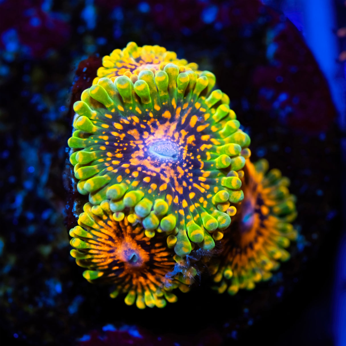 OG Grand Master Krakatoa Zoanthids