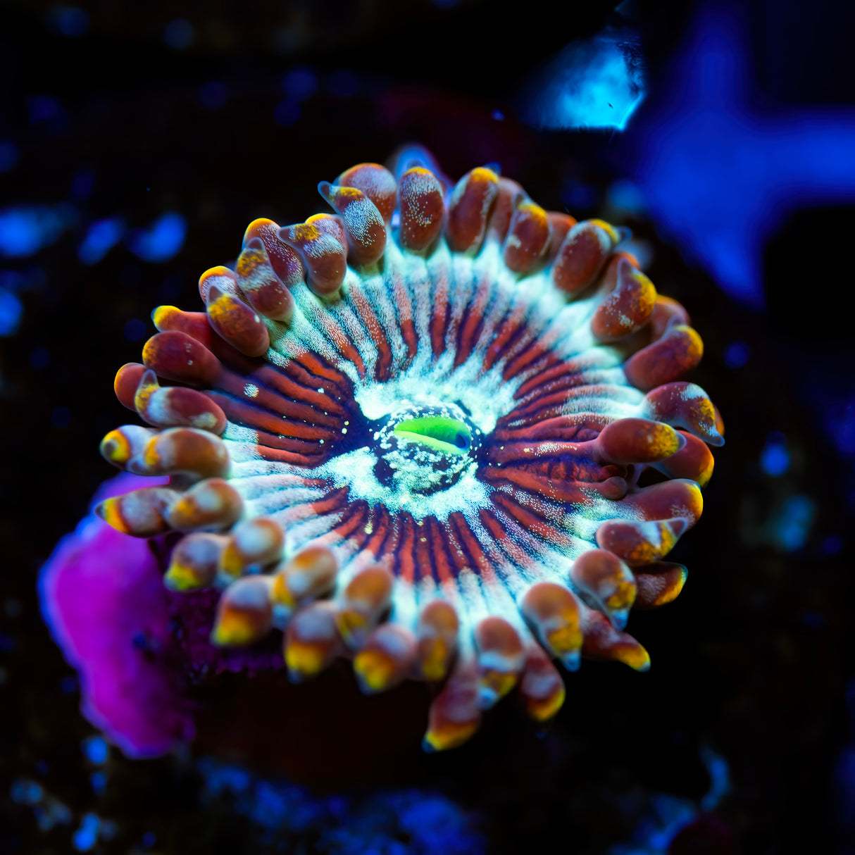 CB White Zombie Zoanthids