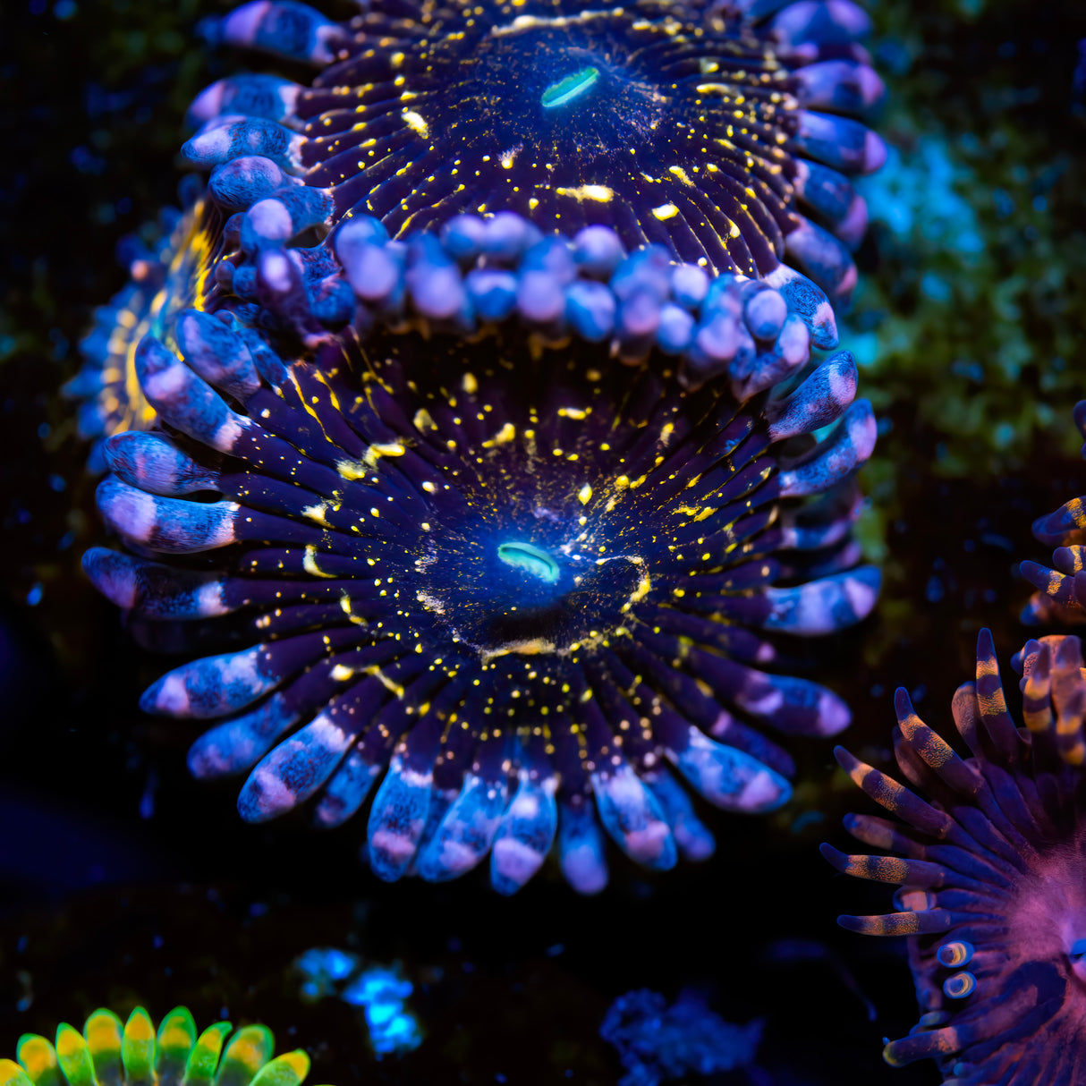 OG Stratosphere Zoanthids