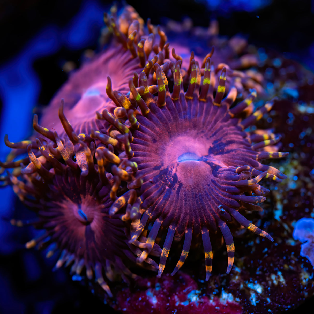 SBB Aphrodite Zoanthids