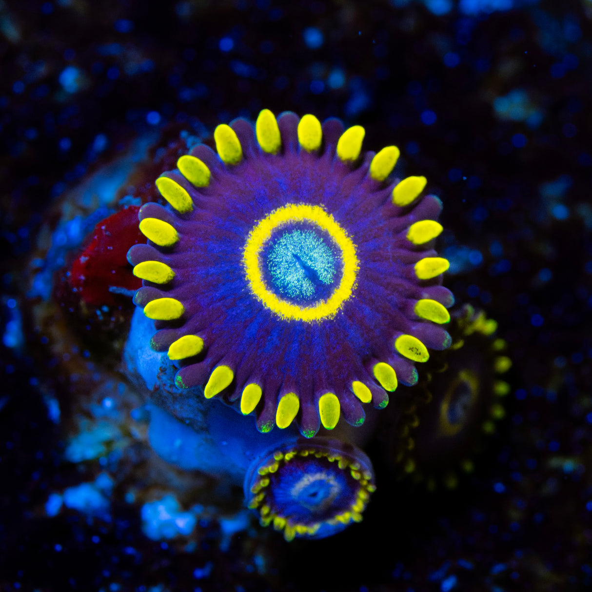 OG Blue Hornets Zoanthids