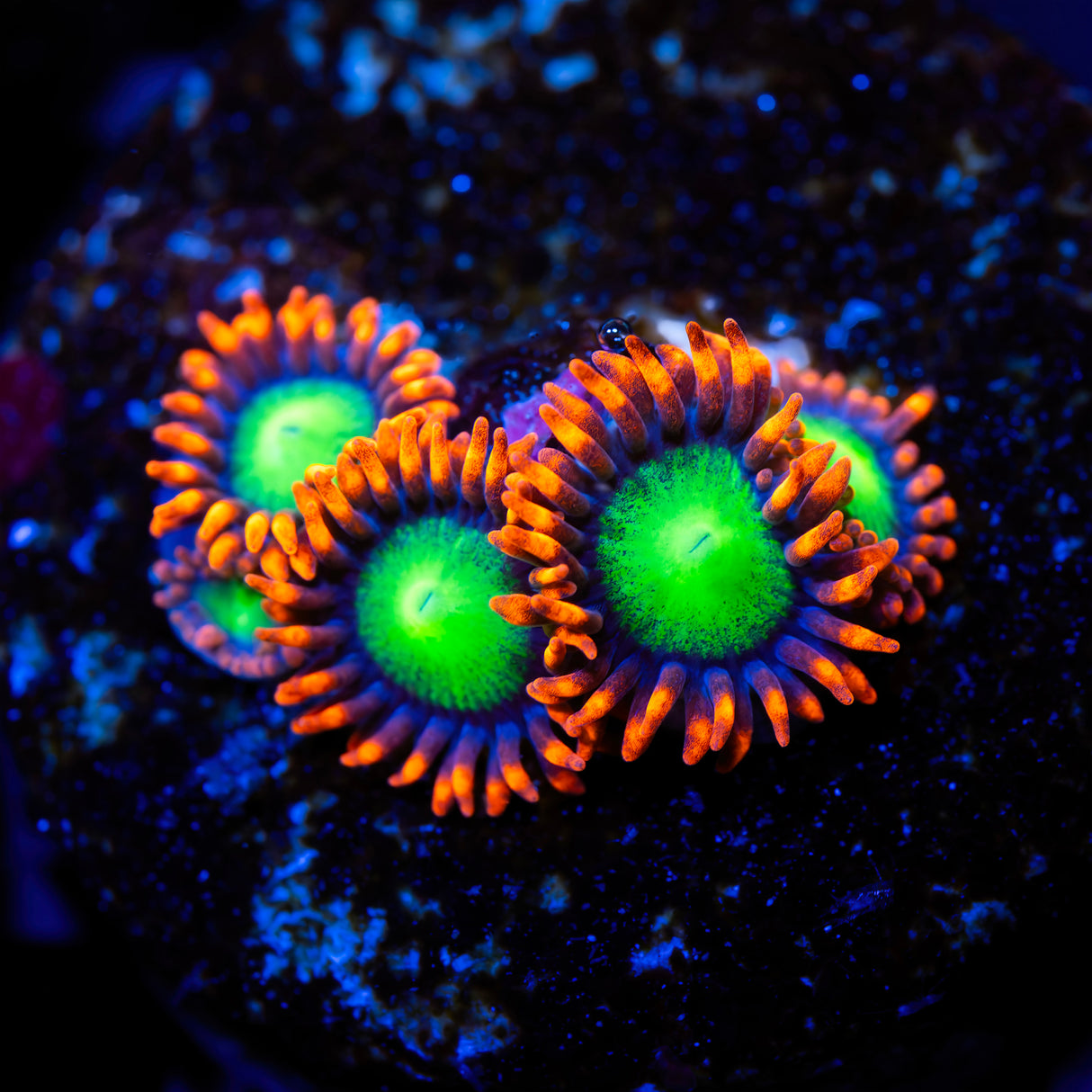 OG Goblins on Fire Zoanthids