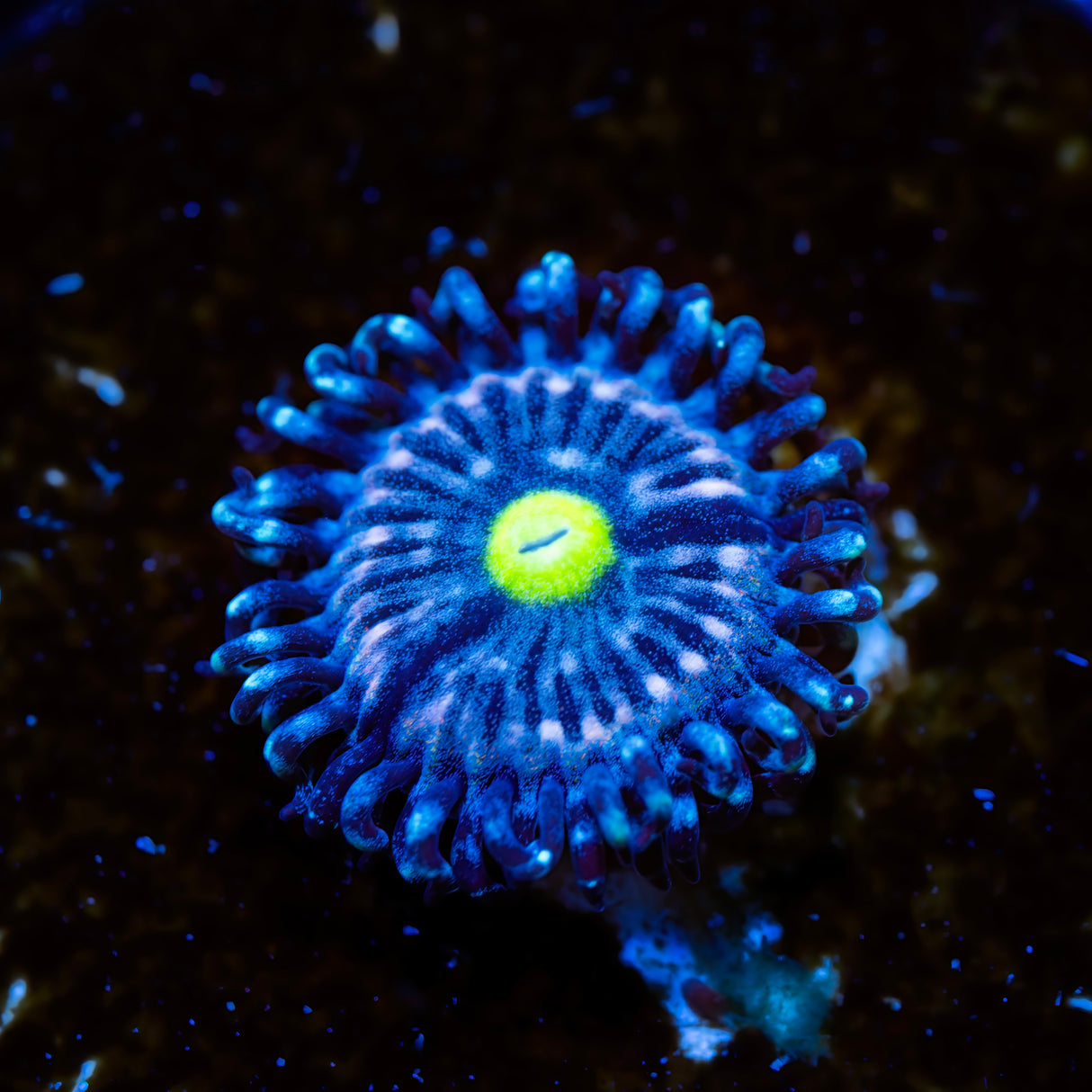 OG Blue Lagoon Zoanthids