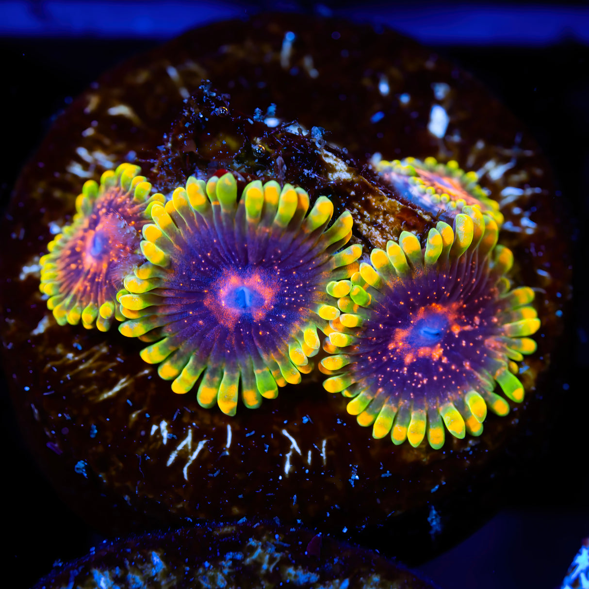 CC Mind Trick Zoanthids