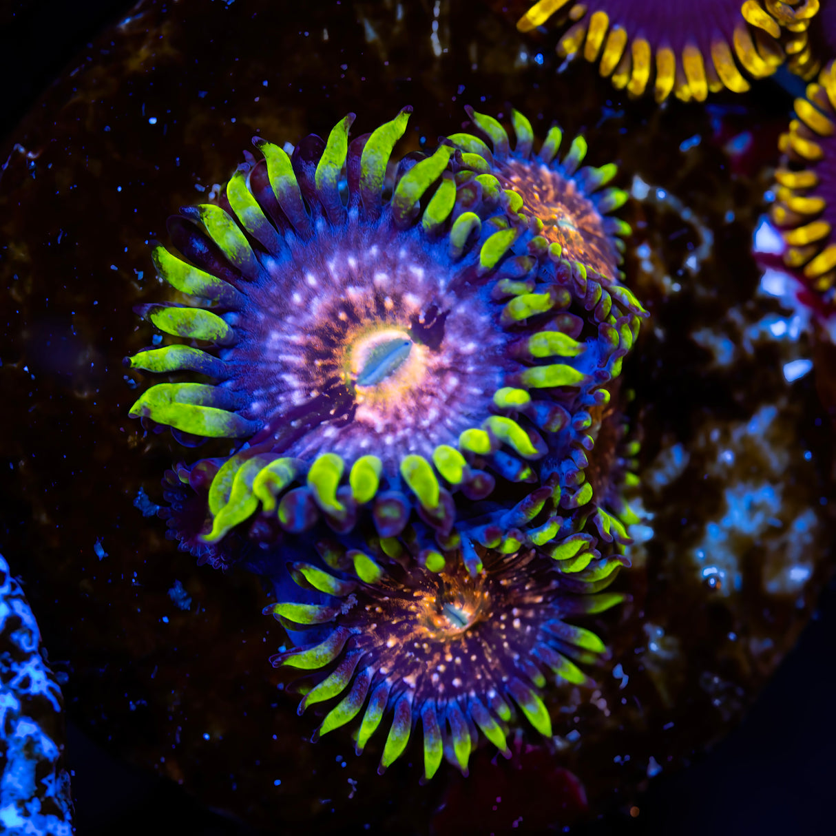 WWC Nirvanas Zoanthids