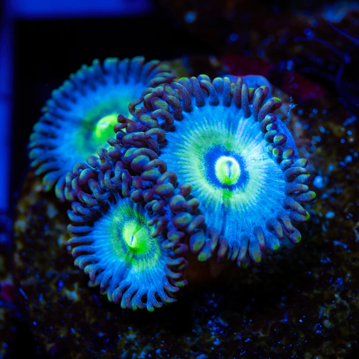 UC Outcast Zoanthids