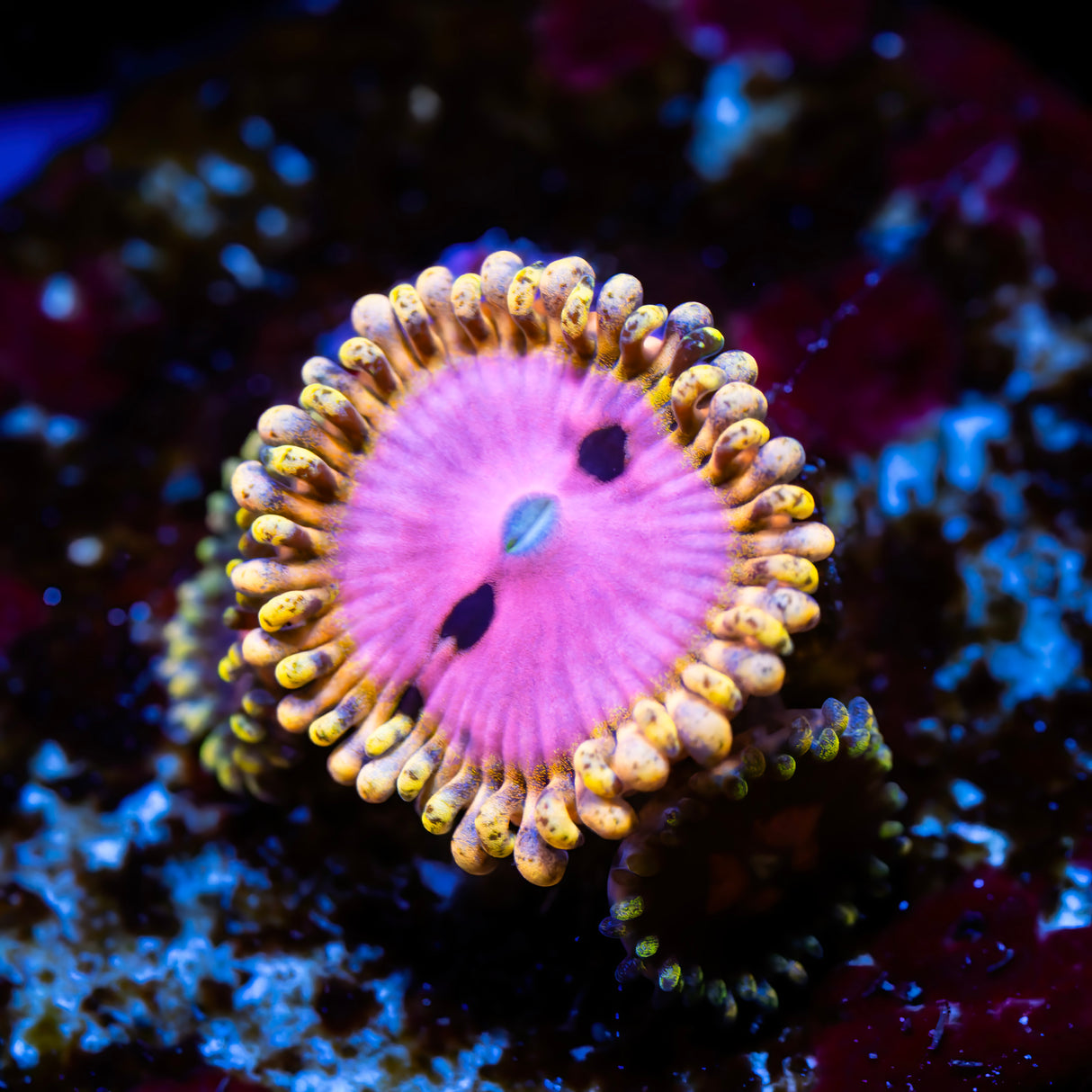 OG Pink Diamond Zoanthids