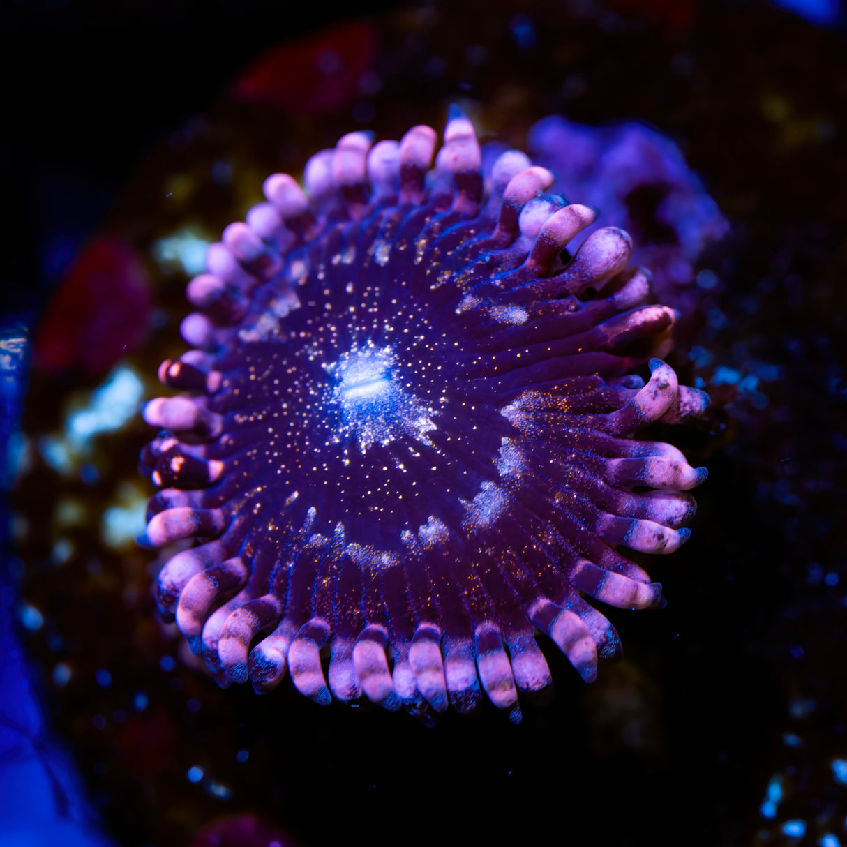 YR Pluto's Passion Zoanthids