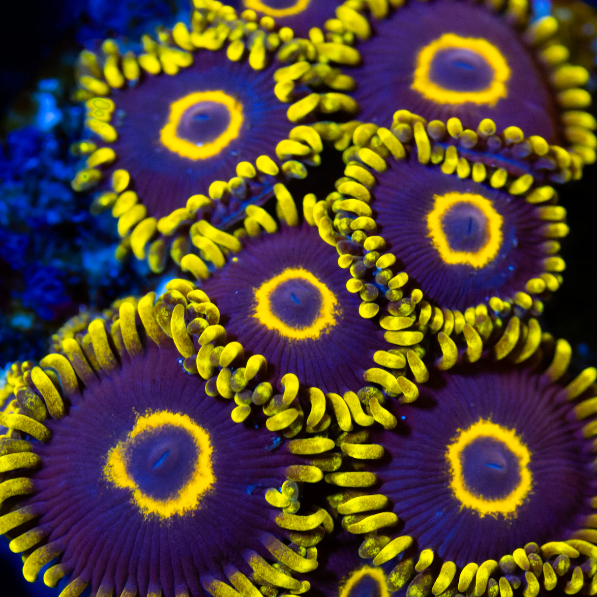 CS Purple Hornets Zoanthids