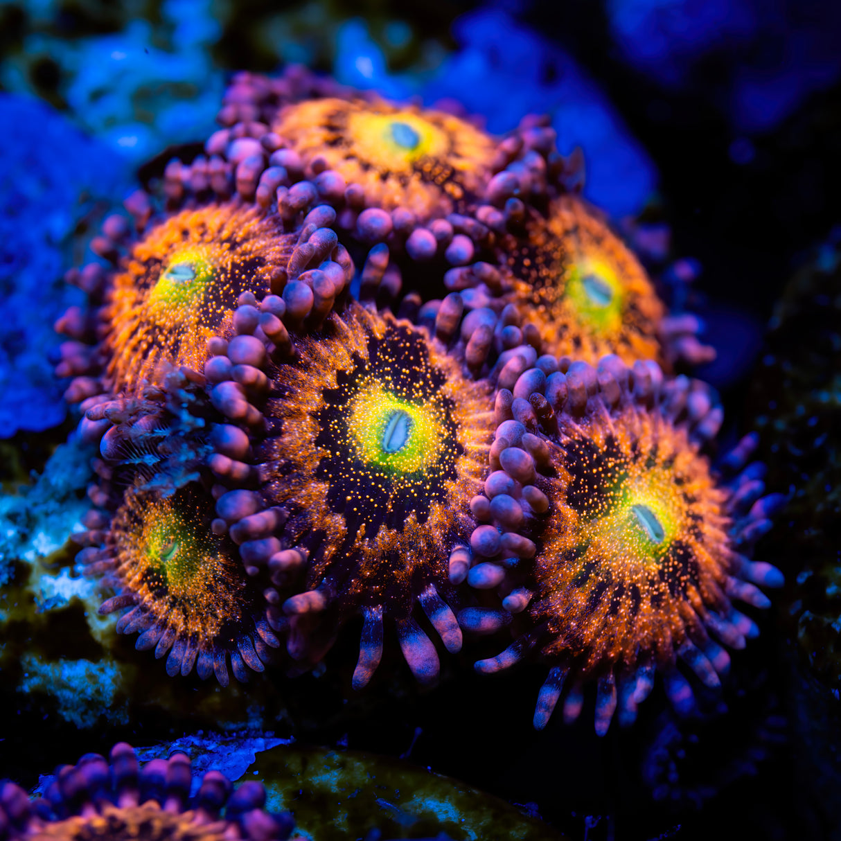 OG Sakura Sunrise Zoanthids