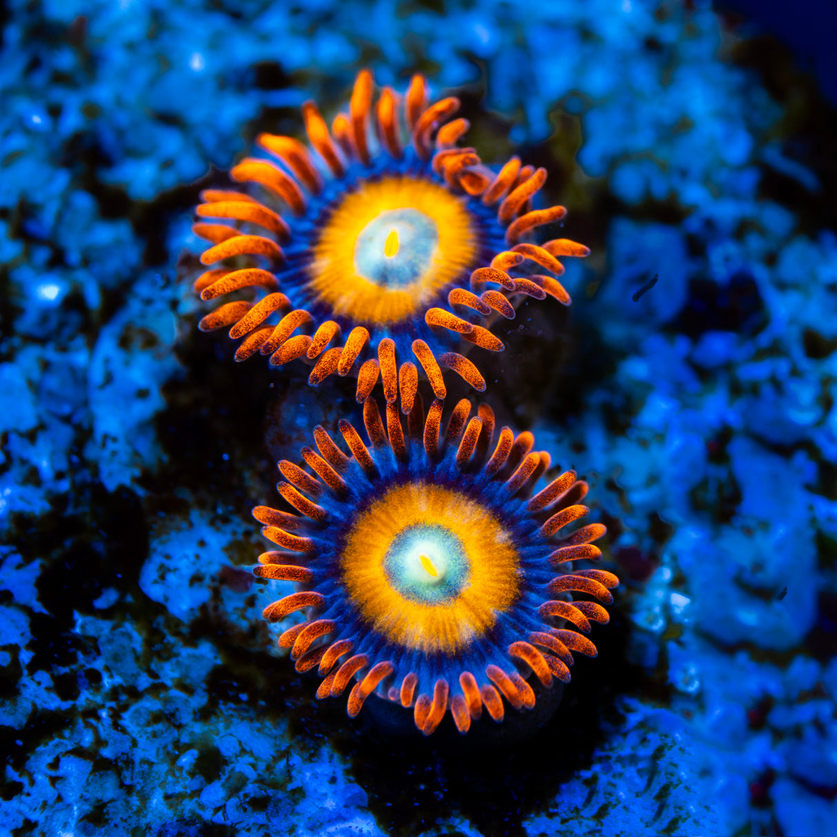 WWC Blondies Zoanthids