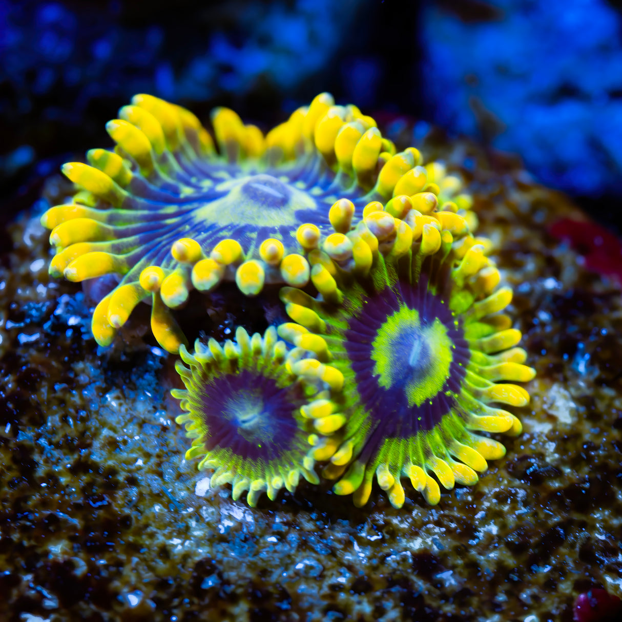 OG Yoda Zoanthids