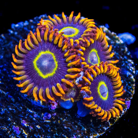 Rainbow Hornets Zoanthids - USA Shipment - Cut to Order