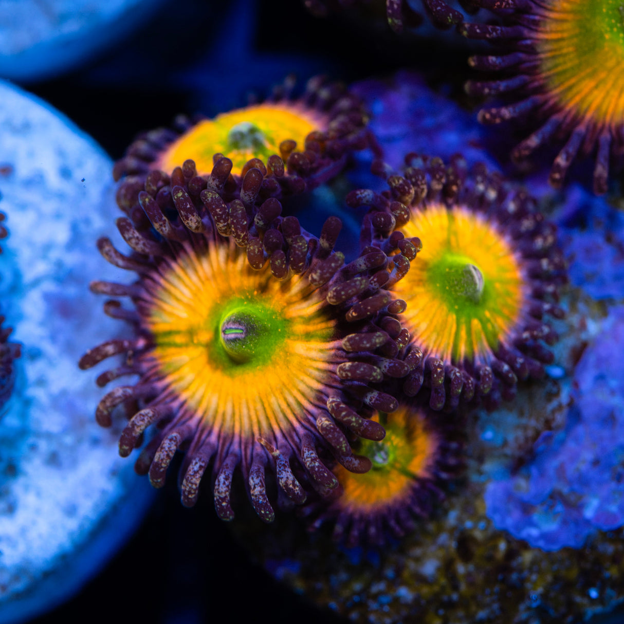 OG Rainbow Infusion Zoanthids