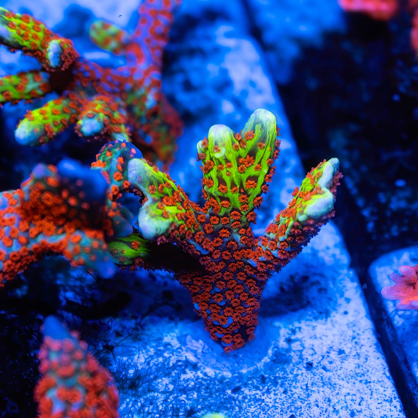 Bubble Gum Montipora Digitata - Classic - Cut on Demand