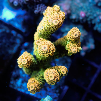 CS Persian Gold Acropora Millipora - CS Signature - Cut to Order