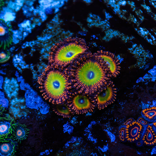 Candy Apple Red Zoanthids - Cut to Order