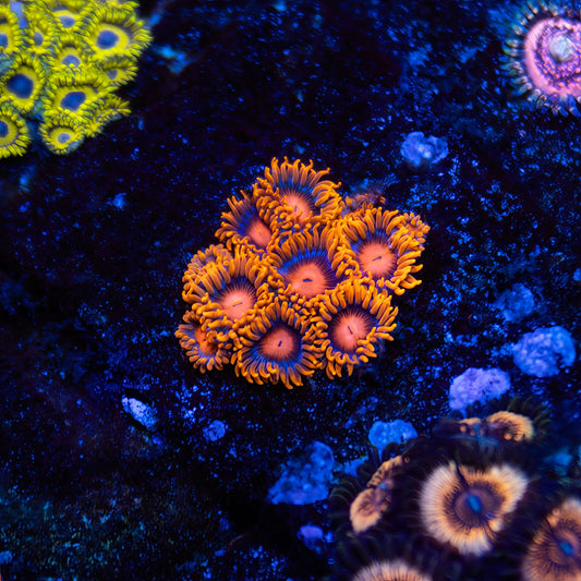 Bambam Zoanthids - Cut to Order