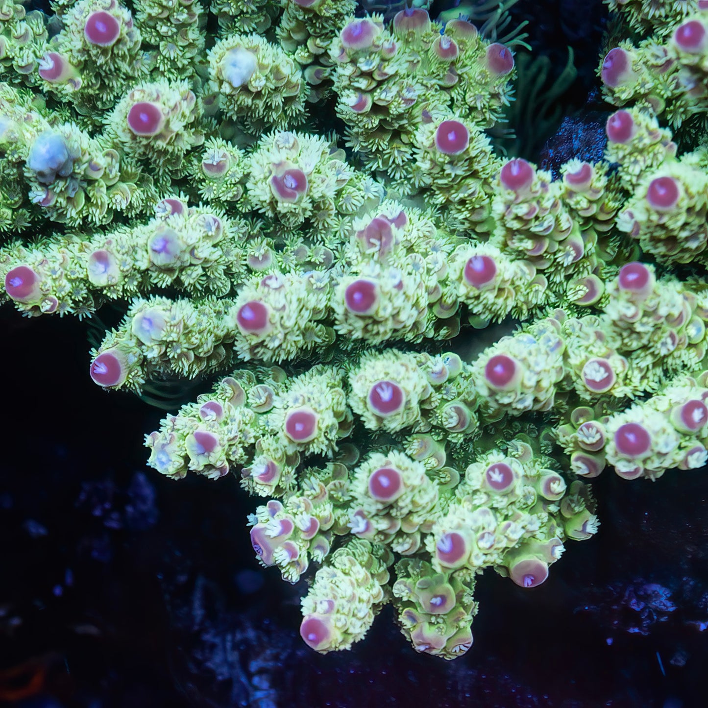 CS Blueberry Pie Acropora - CS Signature - Cut to Order