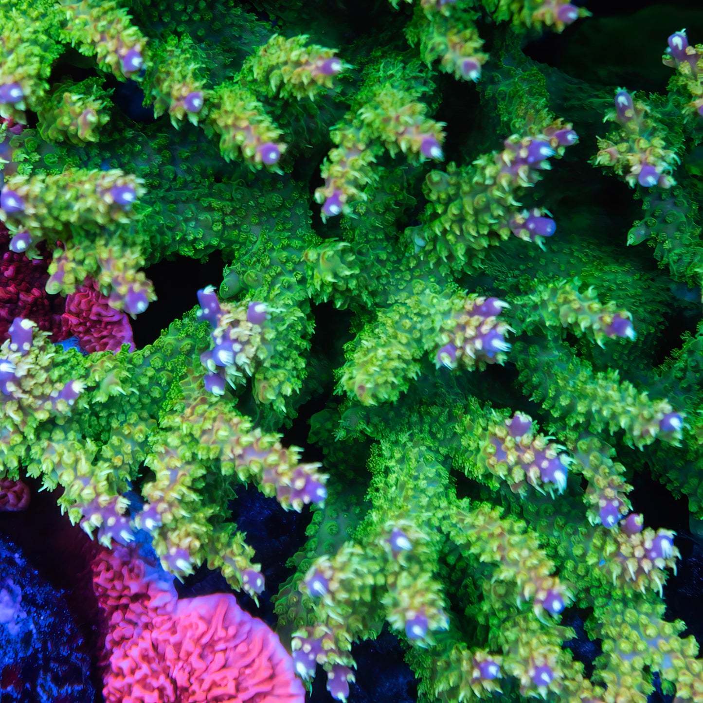 CS Mango Confetti Acropora - CS Signature - Cut to Order