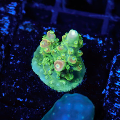 CS Blueberry Pie Acropora - CS Signature - Cut to Order