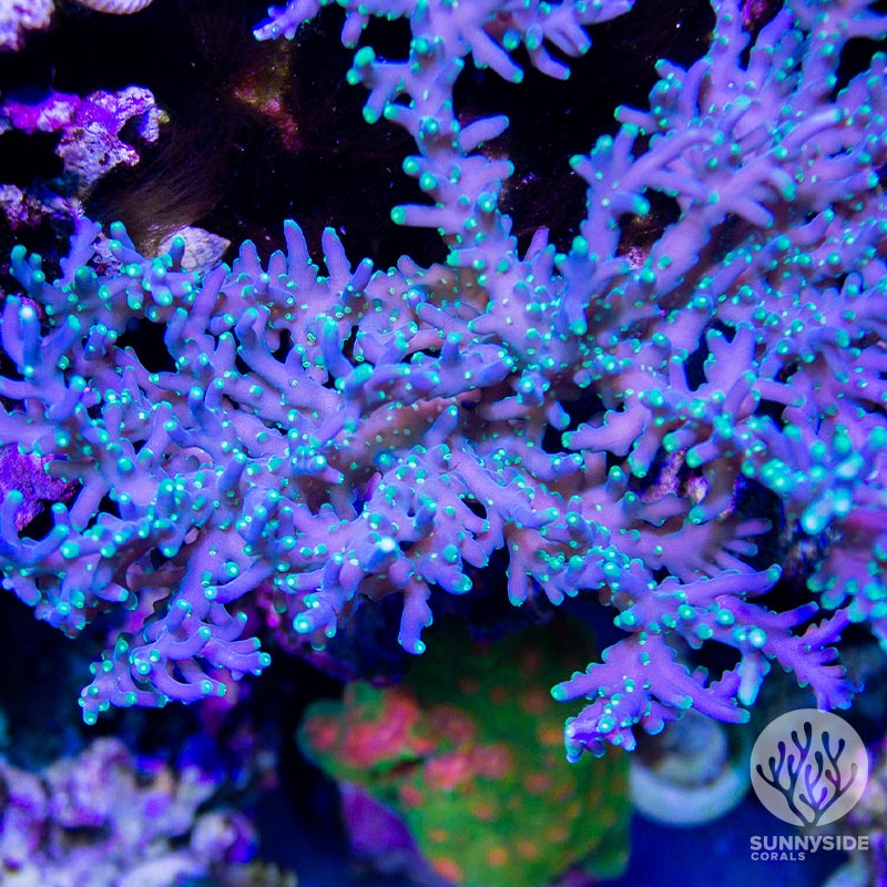 SSC Cloudstreets Acropora