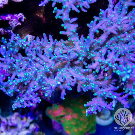 SSC Cloudstreets Acropora - USA shipment - Cut to Order