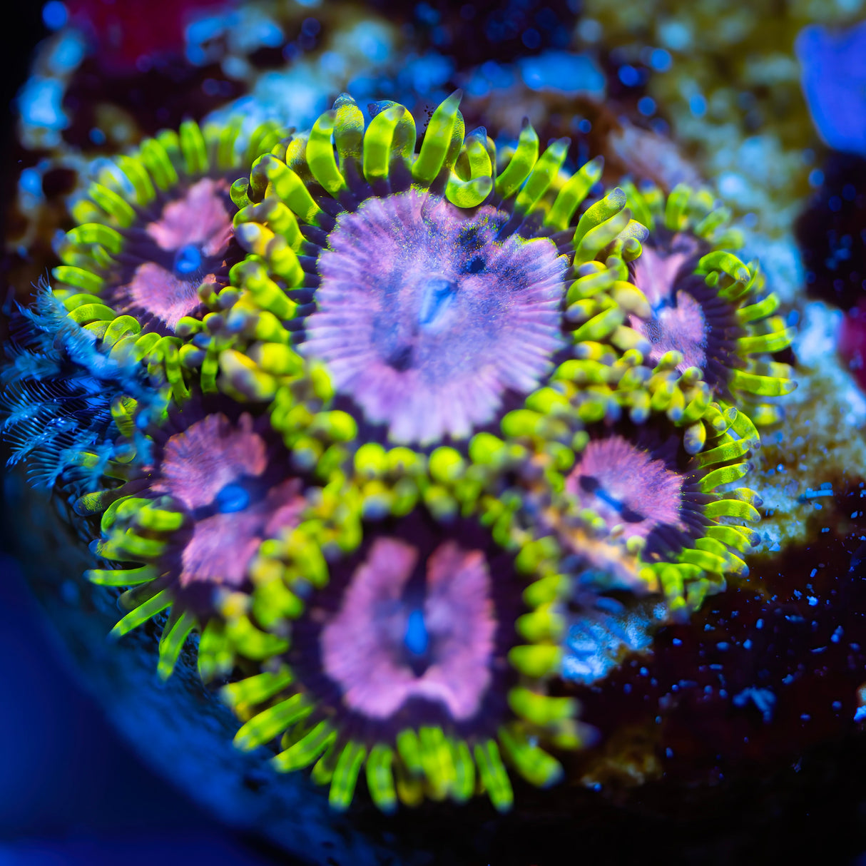 BigR Space Chaos Zoanthids