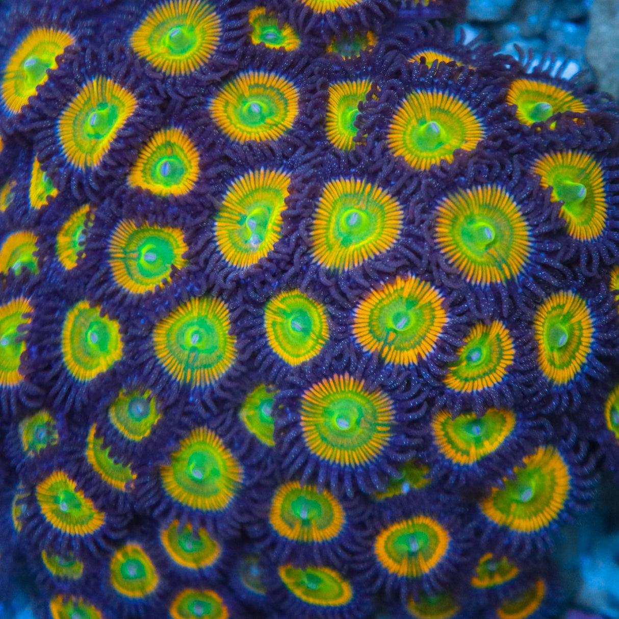 OG Sunny D Zoanthids