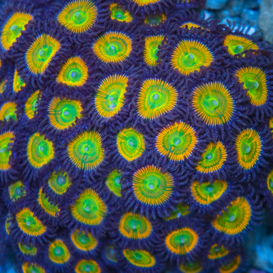 Sunny D Zoanthids - Classic - Cut to Order