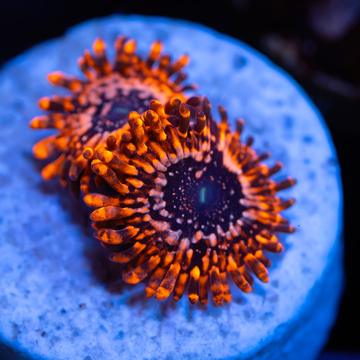 OG Utter Chaos Zoanthids