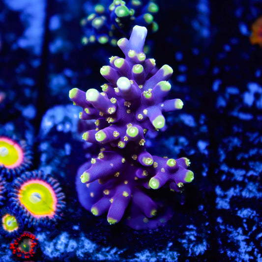 CS Purple and Green Stargazer Acropora - CS Signature - Cut to Order