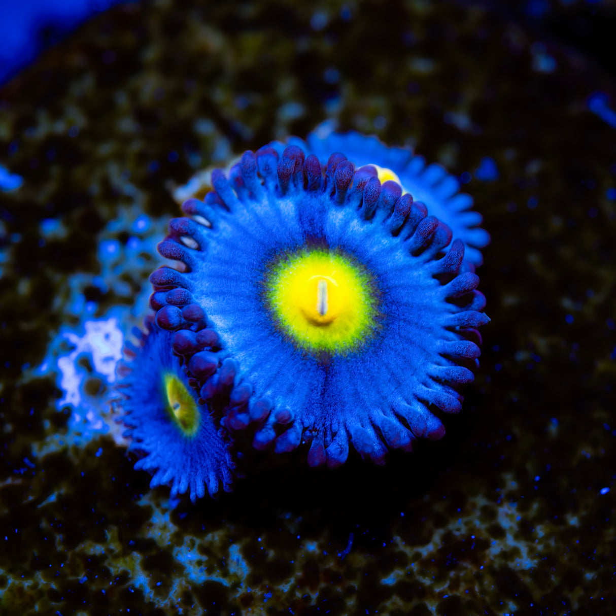 WWC AOI Zoanthids