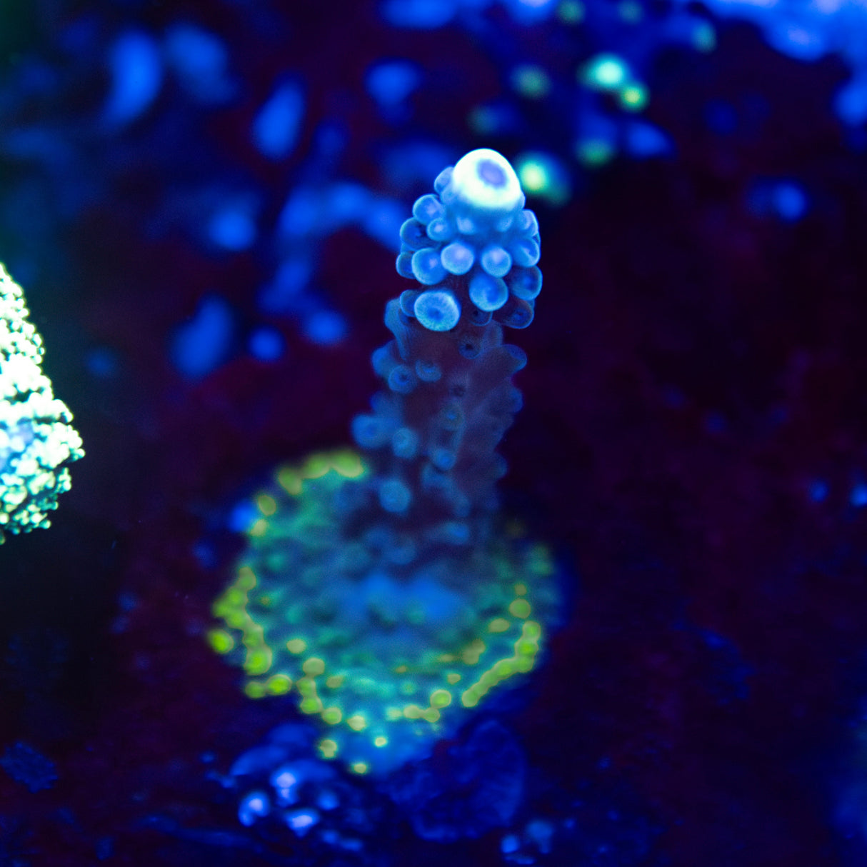 CS Yellow Tip Blue Acropora Staghorn