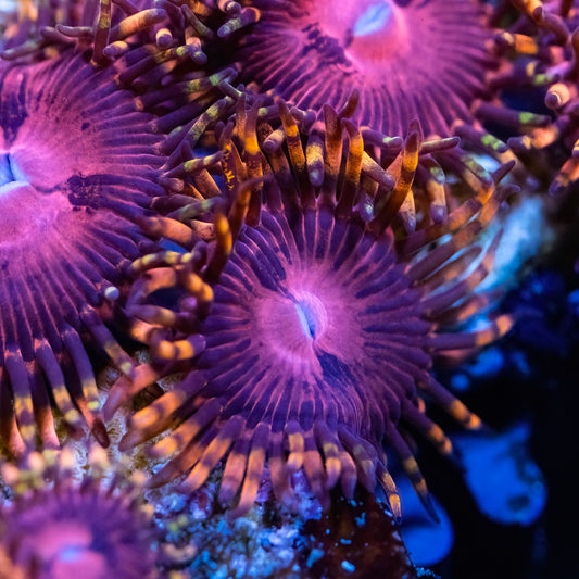 SBB Aphrodite Zoanthids - USA - Cut to Order