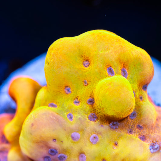 ASD Rainbow Pheonix Montipora - USA Shipment - Cut to Order