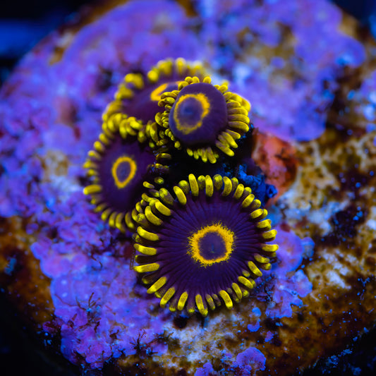 CS Purple Hornets Zoanthids - Cut to Order