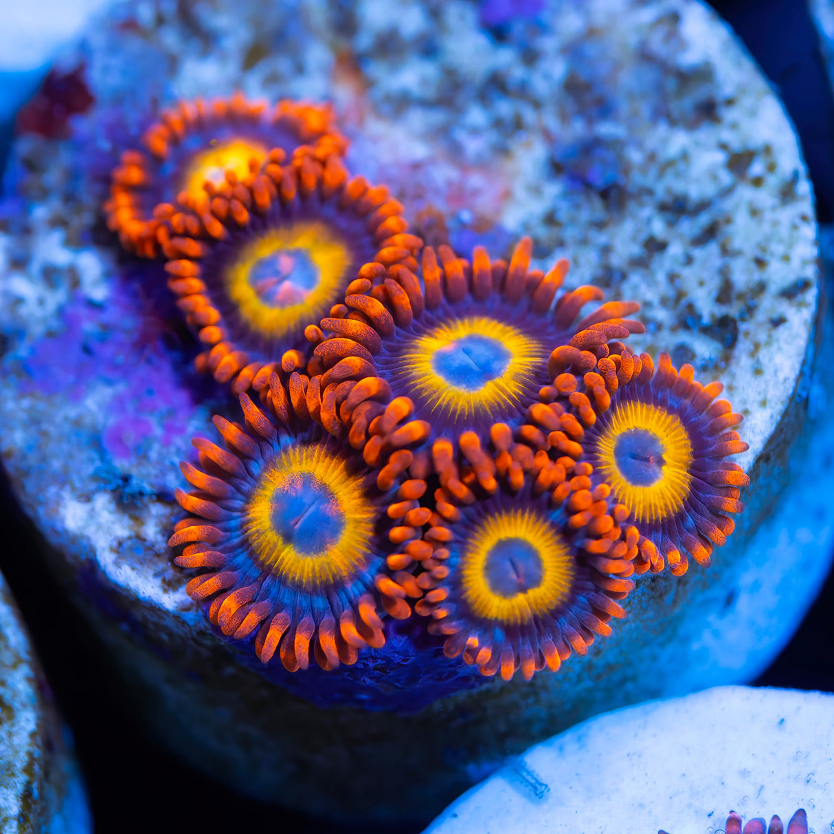 OG Fruit Loops Zoanthids