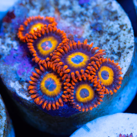 Blue Eyed Blondies Zoanthids - Cut to Order