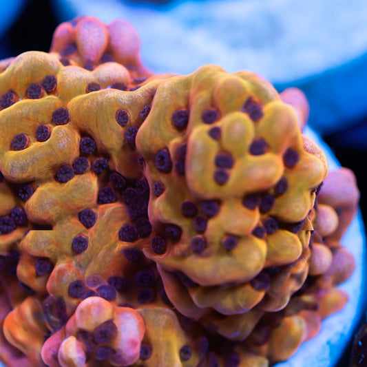 CB Flaming Pheonix Montipora - USA Shipment - Cut to Order