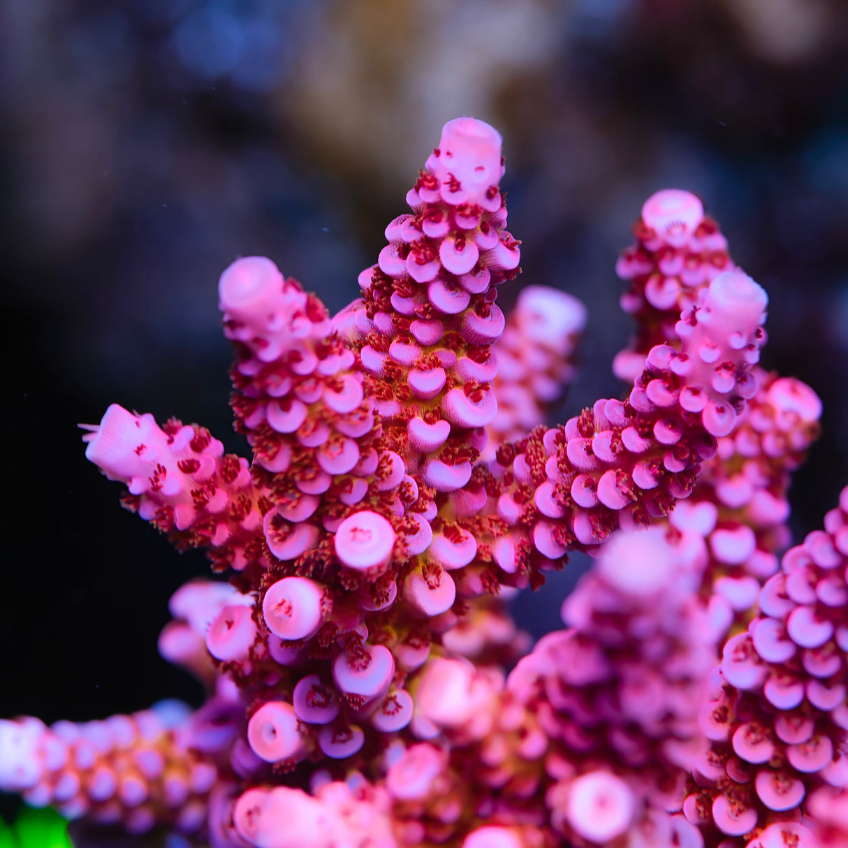 CS Cherry Blossom Acropora