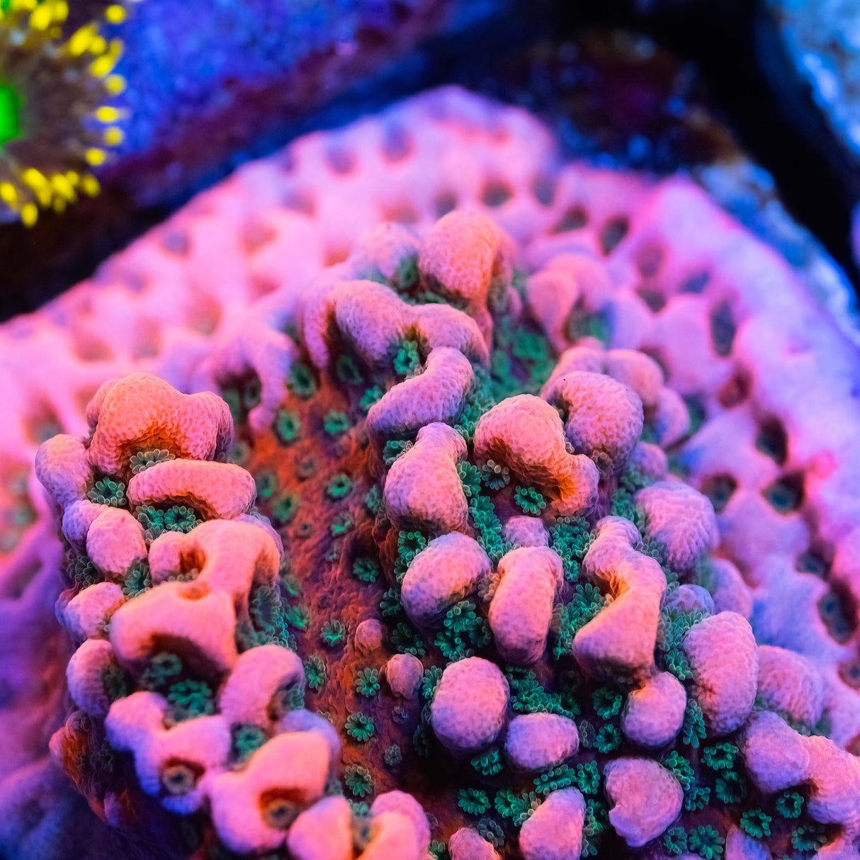 WWC Cherry Tree Montipora