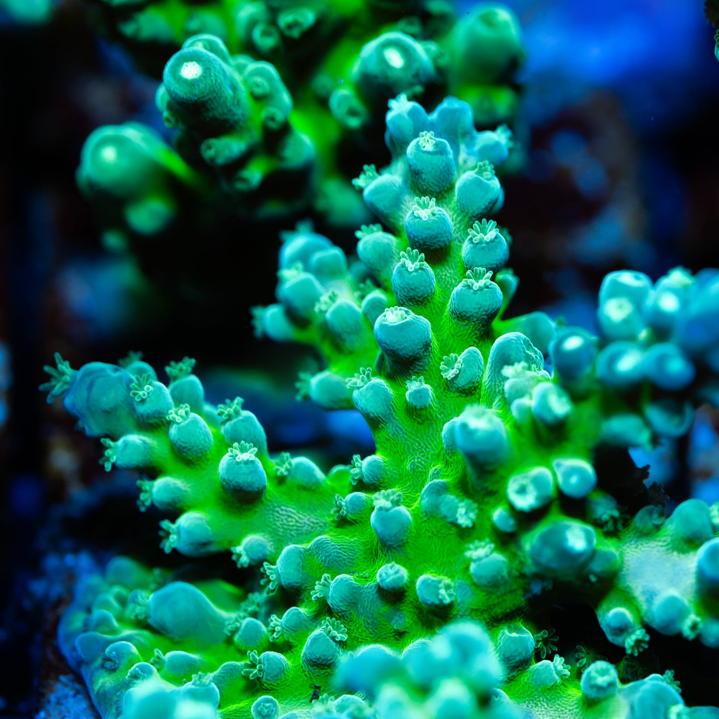 CS Electric Tort Acropora - Cut to Order