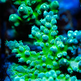 CS Electric Tort Acropora