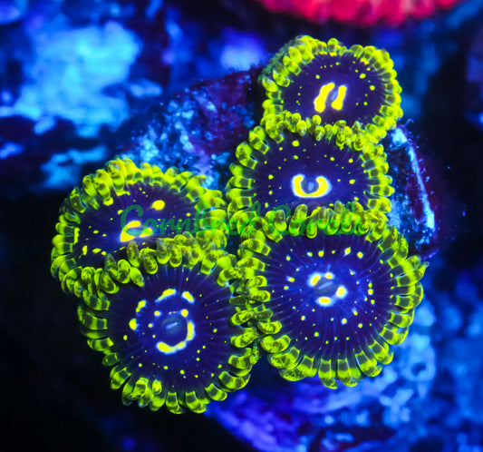 OG Exosphere Zoanthids - USA Shipment - Cut to Order