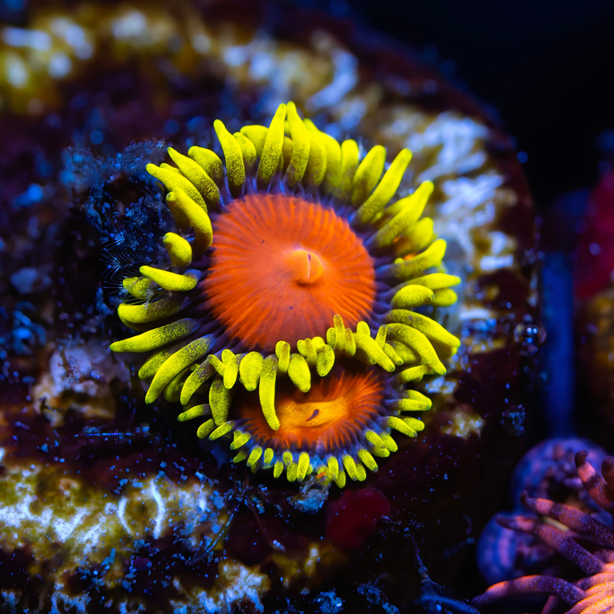 OG Fiji Hyper Color Zoanthids