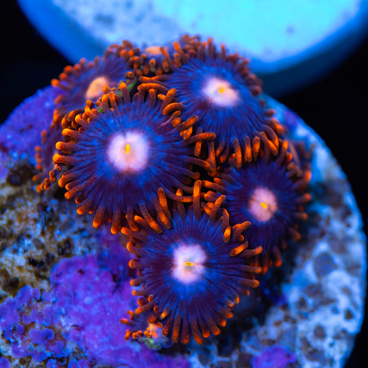 Fire and Ice Zoanthids - Cut to Order