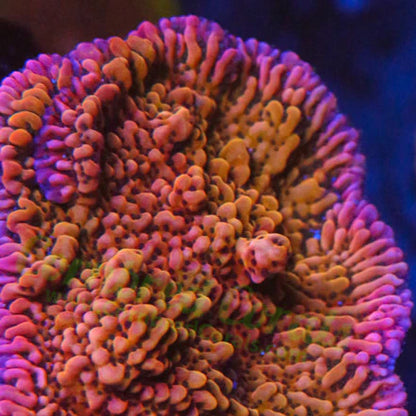 CB Flaming Pheonix Montipora - USA Shipment - Cut to Order